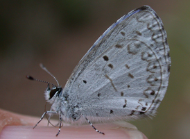 Atlantic Azure